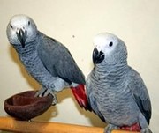 lovely pair of african grey and eggs for sale 