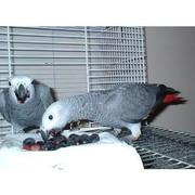 Quiet and Well Tame African Grey Parrots For Sale