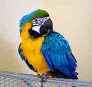 Blue+and+gold+macaws+for+sale