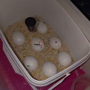 Macaw parrots and fertile eggs available for sale
