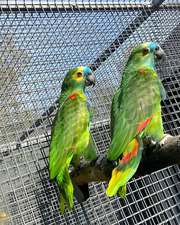 Healthy Blue Fronted Amazon parrots available now