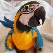 Blue and gold baby macaws