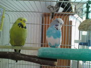 two budgies free to a good home