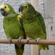 sweet machaw parrots up for adoption