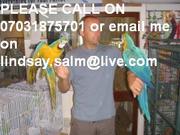 baby macaws is 3 years old.she is a female for adoption