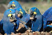 Tamed Blue And Gold Macaw Parrots