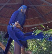 Talking Male and Female Hyacinth Macaw Parrot For Adoption