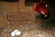 Scarlet Macaw And Three Fertile Eggs For sale