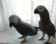 NATURALLY TRAIN AFRICAN GREY PARROTS 